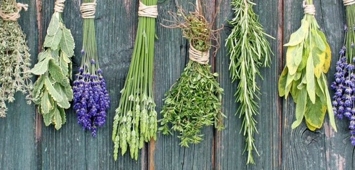 Healthy Minute: 'Healthy Herbs'