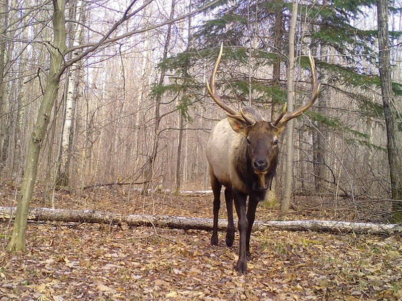 Historic Elk Hunting Season In Wisconsin Begins Oct. 12