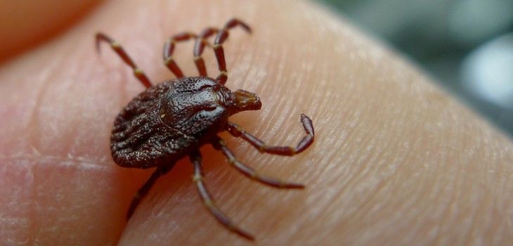 Tick Protection Available at Washburn County Health Dept.