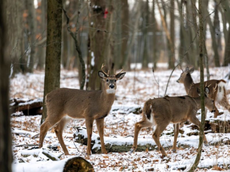 Wisconsin's 2024 Gun Deer Hunt License Sales And Harvest Totals Now Available