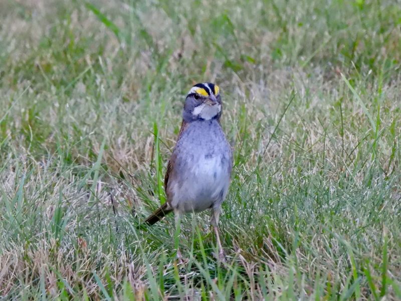 Natural Connections: Winter Songs Of White-Throated Sparrows