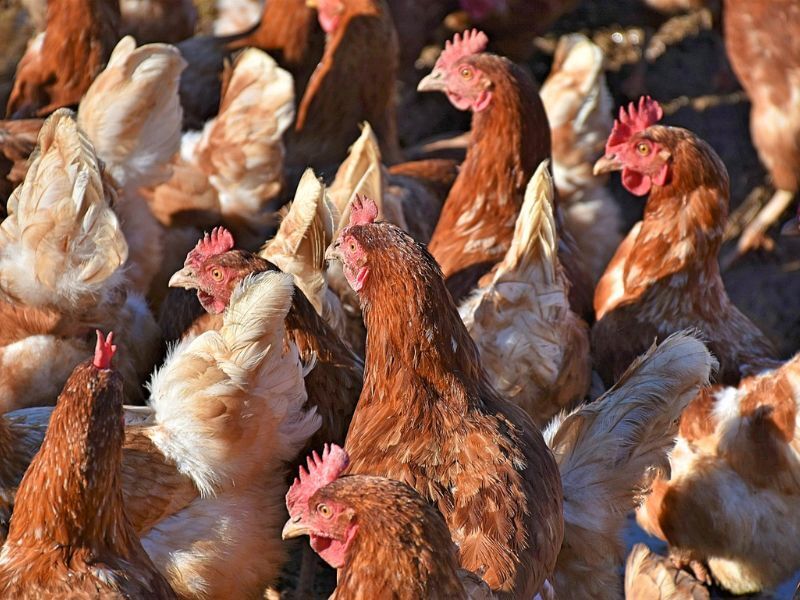 Highly Pathogenic Avian Influenza Confirmed In Barron County