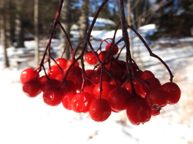 Natural Connections: The Color Splash Of Mountain-Ash