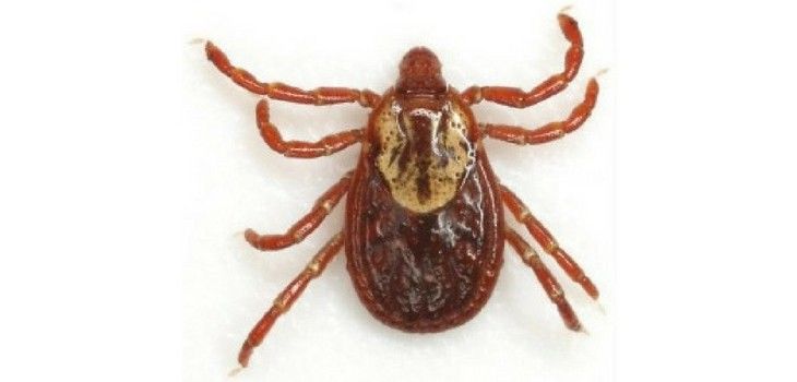 DHS Confirms Death of La Crosse County Resident from Rocky Mountain Spotted Fever
