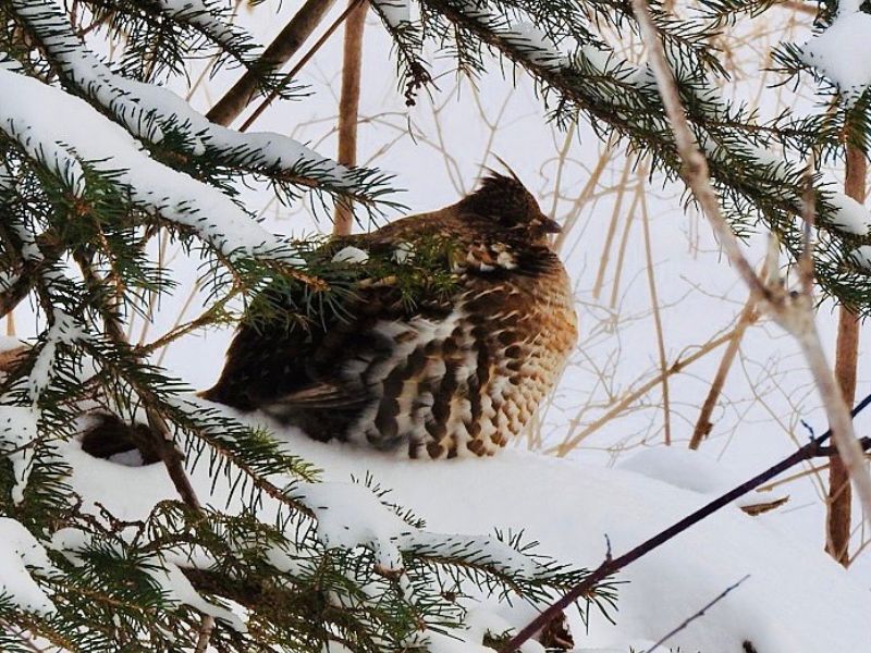 Natural Connections: A Stomach For The Holidays