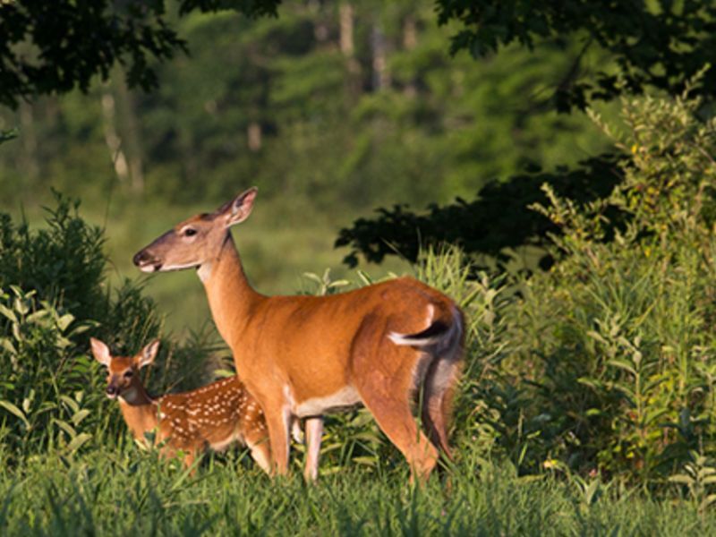 Wisconsin DNR To Host Virtual Public Hearing On Proposed Deer Management Unit Rule