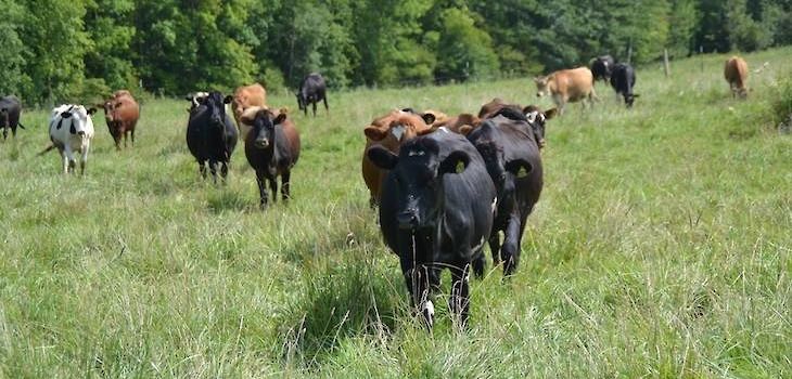 Beef on Oak Savanna Pasture Walk, Clayton, Saturday, August 11