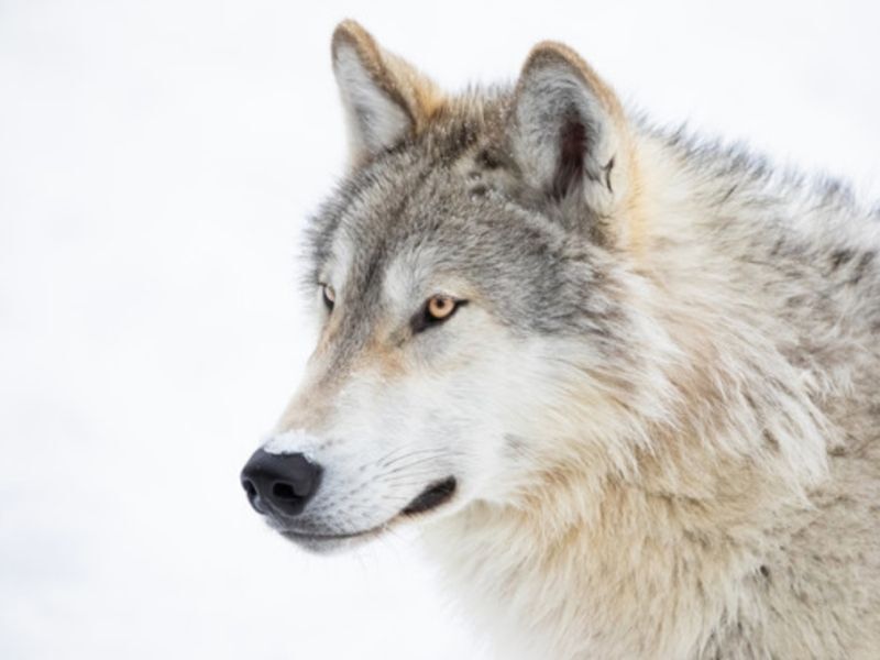 Reps. Tom Tiffany And Lauren Boebert Reintroduce Legislation To Delist The Gray Wolf From The Endangered Species List