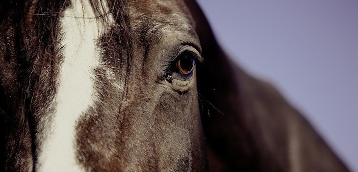 Washburn County Horse Tests Positive for Eastern Equine Encephalitis