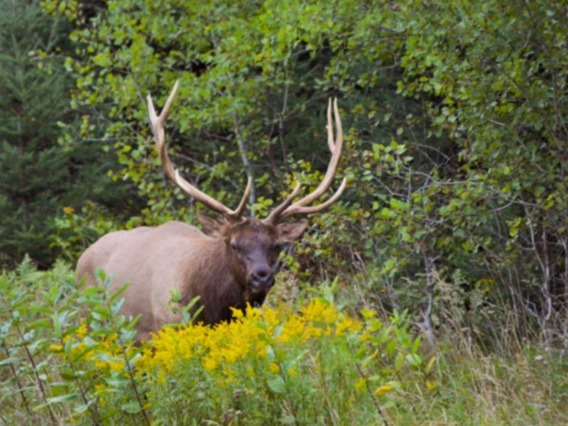 Wisconsin DNR Opens 2025 Elk Hunt Applications March 1