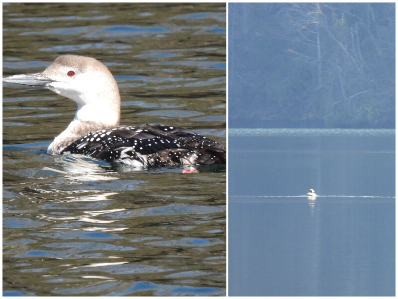 Natural Connections: The Loons Of Lake Jocassee