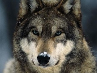 Congressman Sean Duffy Introduces Legislation To Delist The Gray Wolf Article Image
