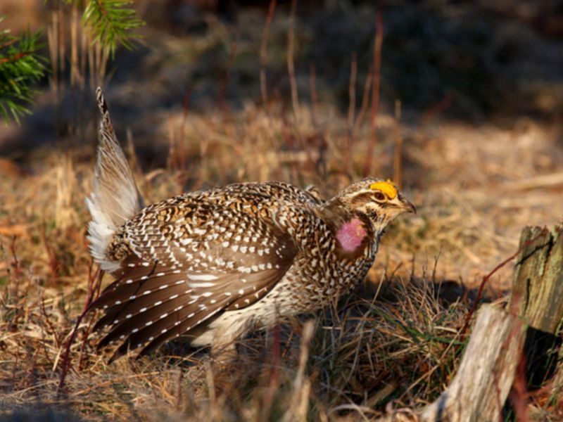 Sharp-Tailed Grouse Hunting Returns To Wisconsin For First Time Since 2018