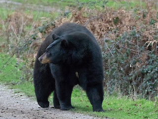 Wisconsin DNR Continuing Investigation Of Barron County Black Bear Attack Article Image