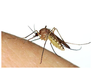 Wisconsin Reports First West Nile Virus Activity Of 2025 In Barron County Article Image