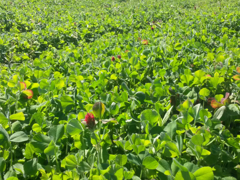 Barron County Offering Cost Share For Farmers Planting Cover Crops After Harvest