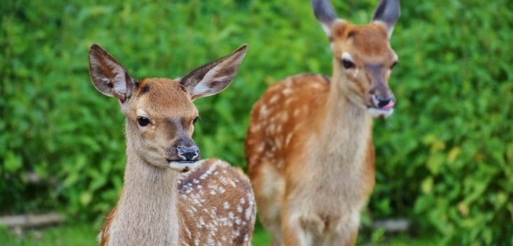 As Deer Activity Goes Up, Motorists Reminded to Slow Down, Be Alert