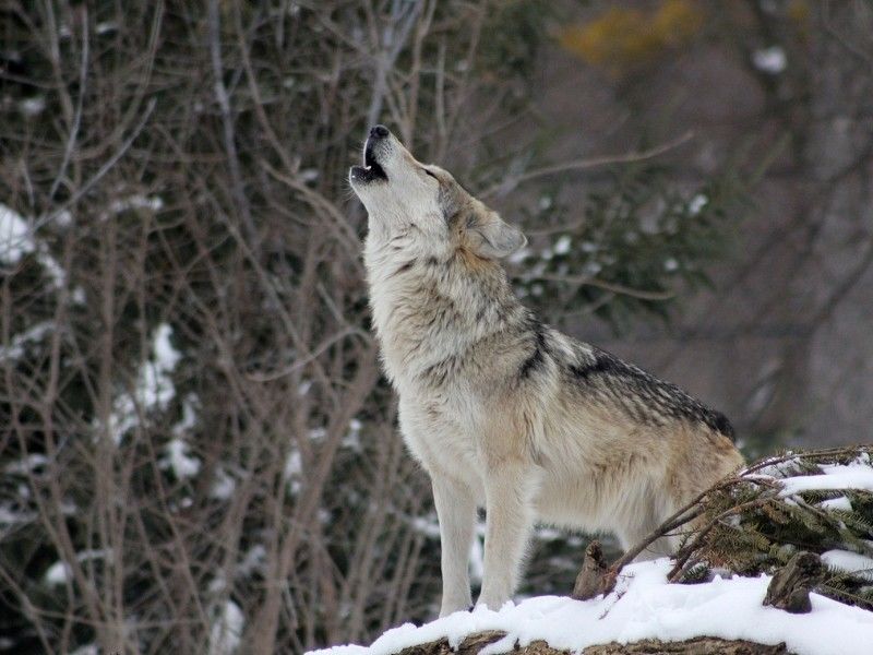 Wisconsin DNR Looking for Wolf Trackers