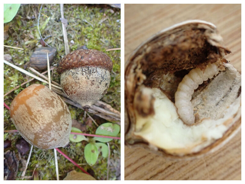 Natural Connections: Attack Of The Acorns