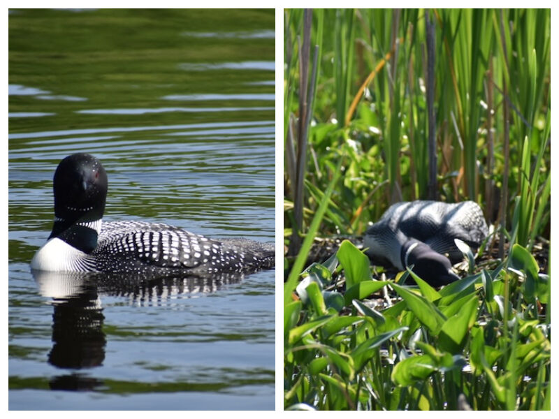 Natural Connections: A Summer Of Loon Discovery