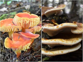 Natural Connections: Fascinating Fungi Article Image