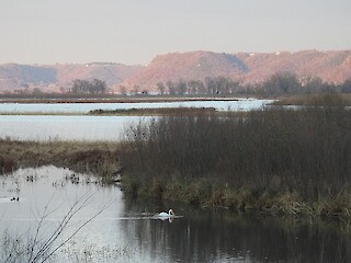 Natural Connections: Southward Migration Article Image