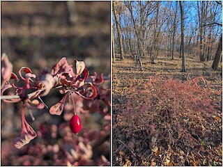 Natural Connections: The Red Warning Of Barberry Article Image
