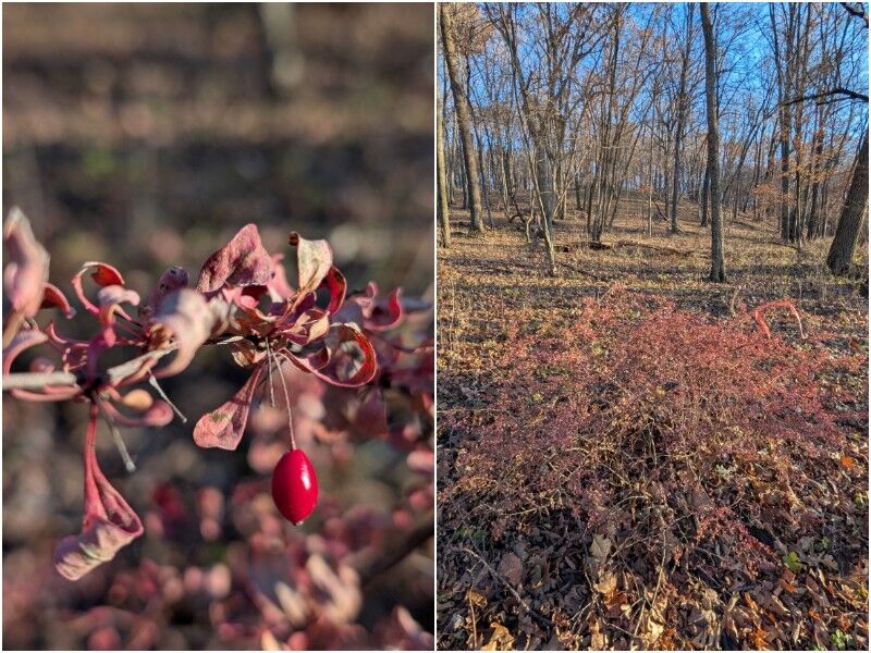 Natural Connections: The Red Warning Of Barberry