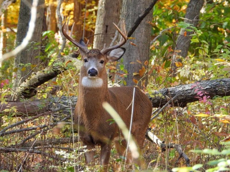 Wisconsin’s Preliminary 2025 Gun Deer Opening Weekend License Sales And Harvest Totals Released