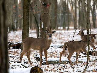 Wisconsin 2025 Preliminary Gun Deer Hunt License Sales, Harvest Totals Now Available Article Image