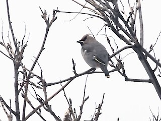 Natural Connections: The Bohemian Bird Article Image