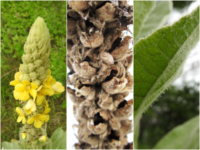 Natural Connections: Mulling Over Mullein