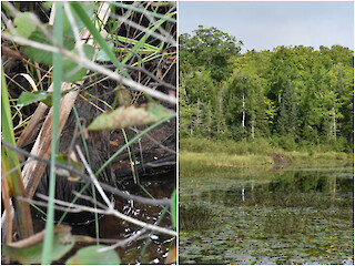 Northwoods Through The Lens: My Friend The Muskrat Article Image