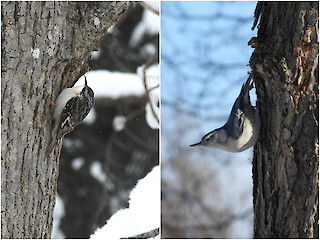 Natural Connections: Cute Bits Of Camouflage Article Image