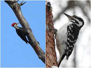 Natural Connections: Why Woodpeckers Don’t Get Concussions Article Image