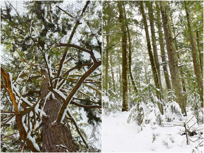 Northwoods Through The Lens: Stories In The Hemlocks