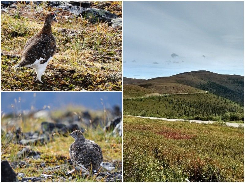 Natural Connections: Ptarmigans On Top Of The World