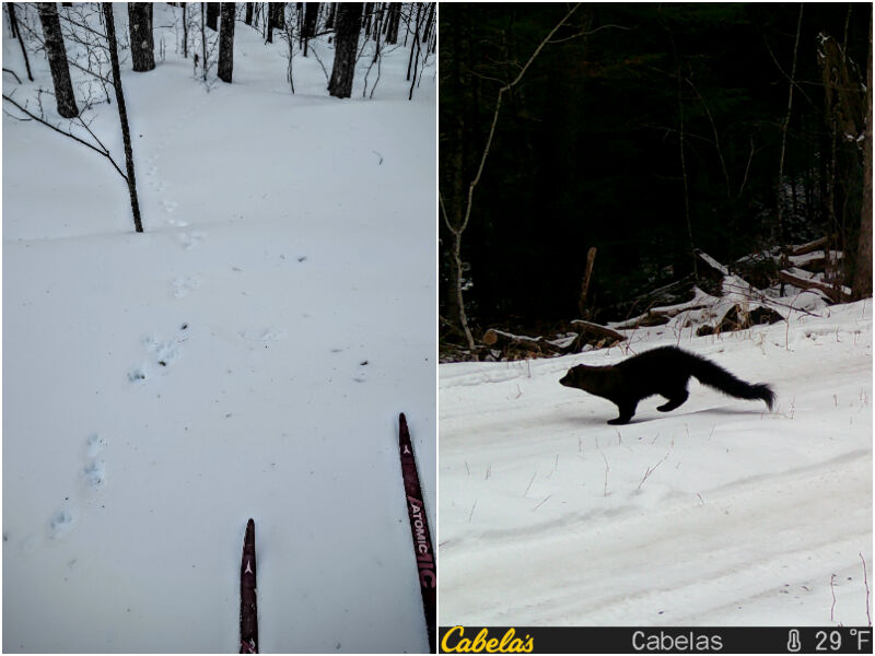 Natural Connections: Fisher