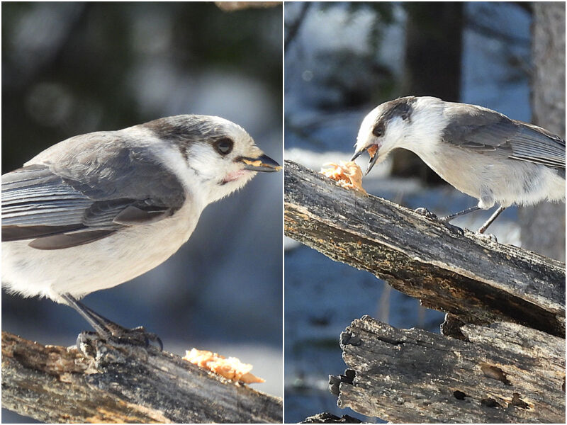 Natural Connections: Peanut Butter Saves The Jay