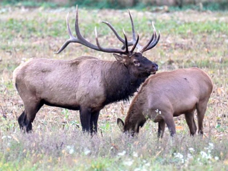 Wisconsin 2026 Elk Hunt Application Period Opens March 1