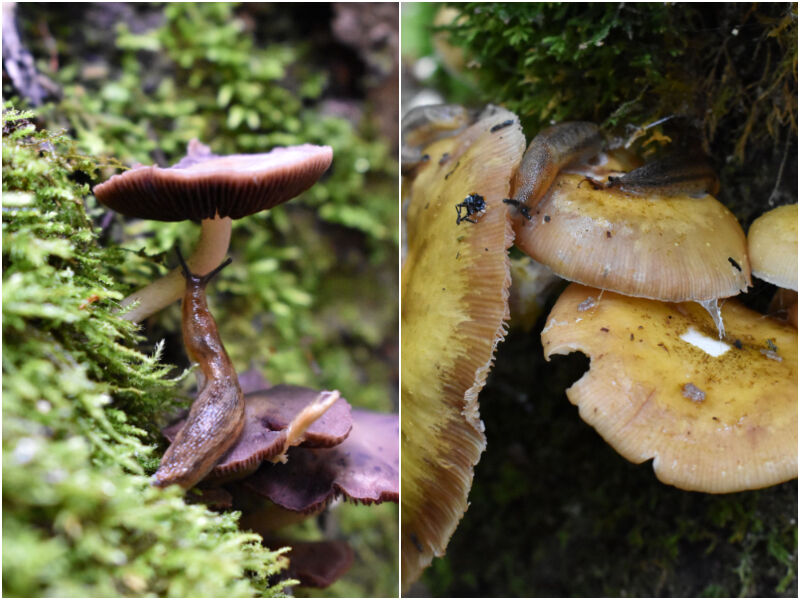 Northwoods Through The Lens: Mushroom-Munching Slugs