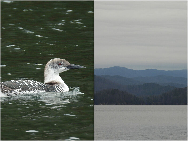 Natural Connections: The Loons of Lake Jocassee, South Carolina