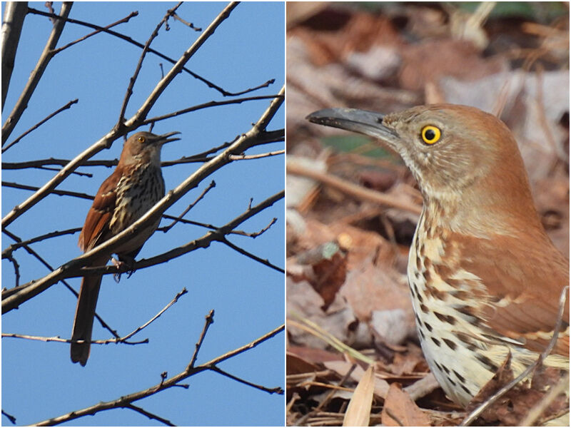 Natural Connections: Thrasher