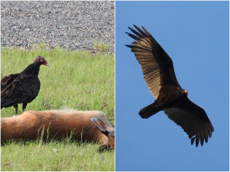 Natural Connections: Spring Cleaning with Turkey Vultures
