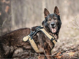 Search and Rescue K9 Protections Signed into Law Article Image