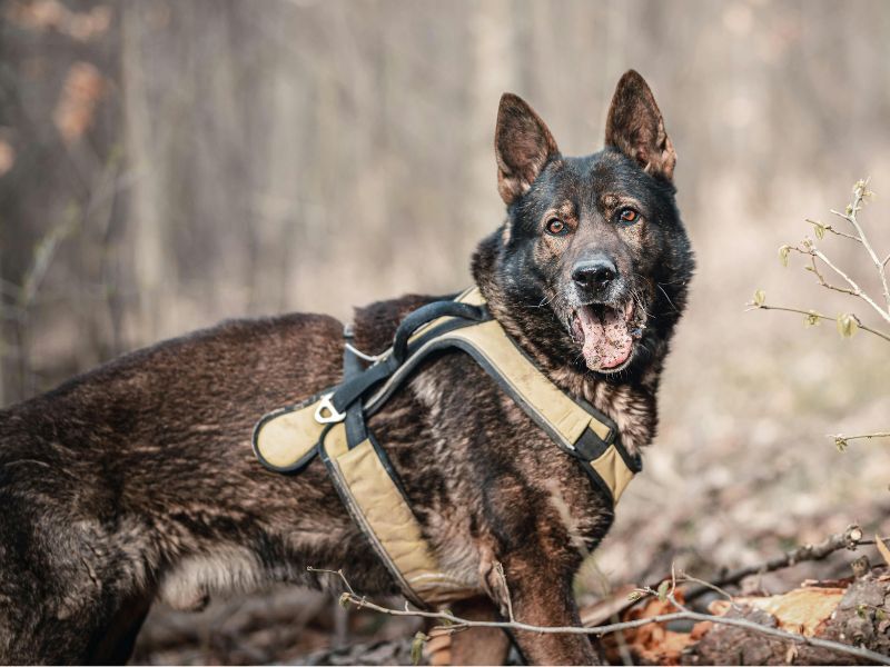 Search and Rescue K9 Protections Signed into Law