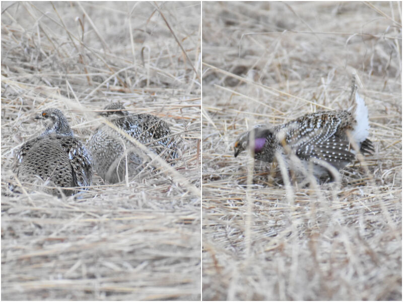 Northwoods Through the Lens: Sunrise Dancers