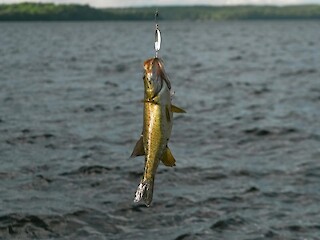 Wisconsin's General Fishing Season Opens May 2; New Regulations in Effect Article Image