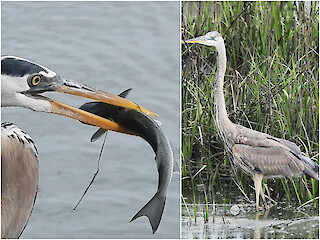 Natural Connections: Feeding a Familiar Friend