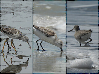 Natural Connections: A Shorebird in the Forest Article Image